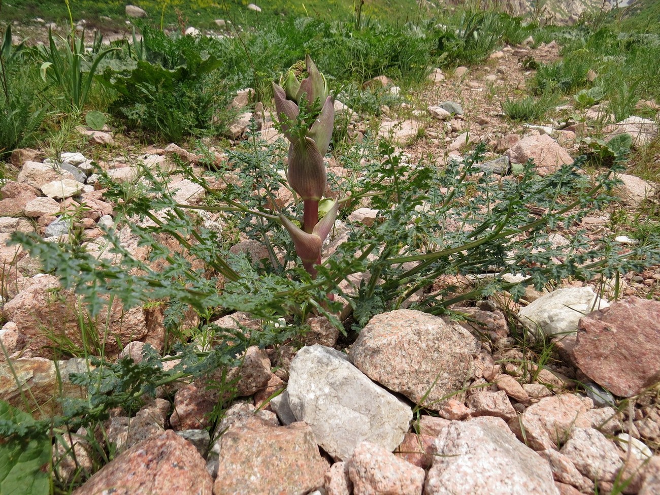 Изображение особи Ferula samarkandica.