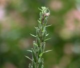 Oenothera rubricaulis. Верхушка побега с созревающими плодами. Московская обл., Раменский р-н, окр. дер. Хрипань, садовый участок. 07.09.2020.