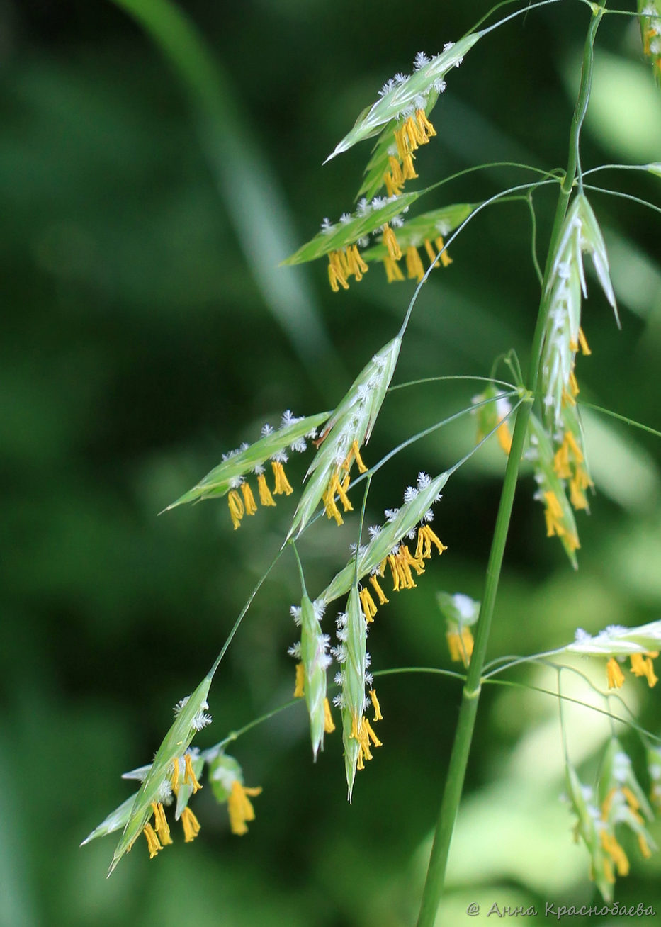 Изображение особи Bromopsis inermis.