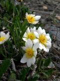 Dryas oxyodonta