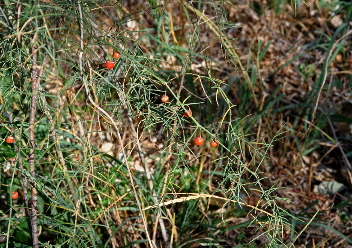 Image of Asparagus officinalis specimen.