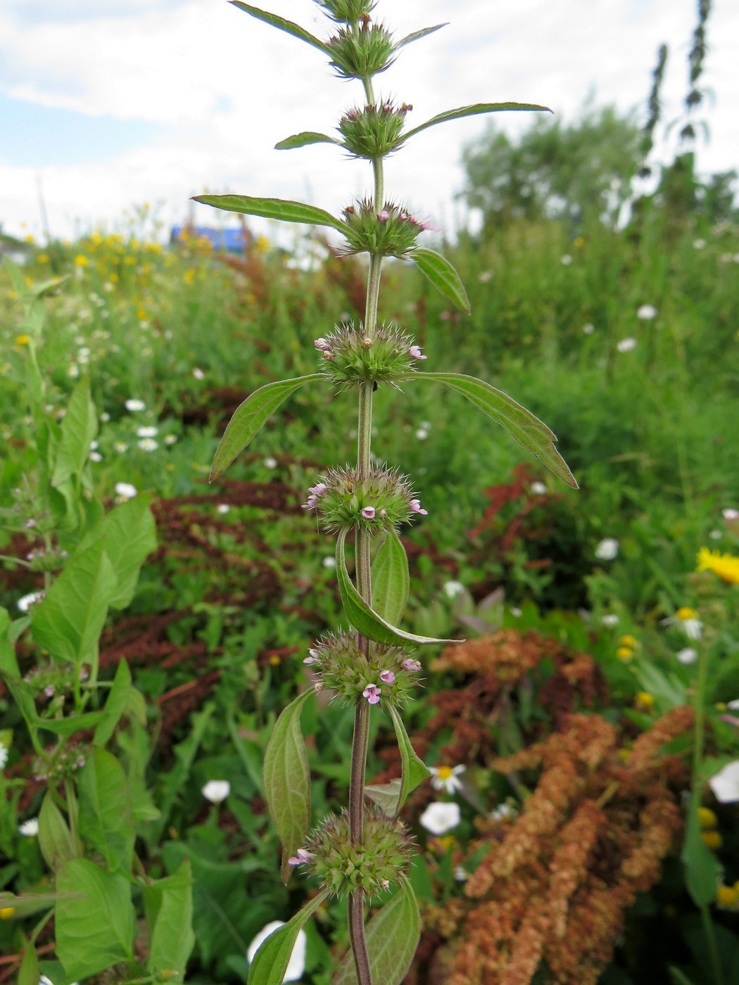 Изображение особи Chaiturus marrubiastrum.