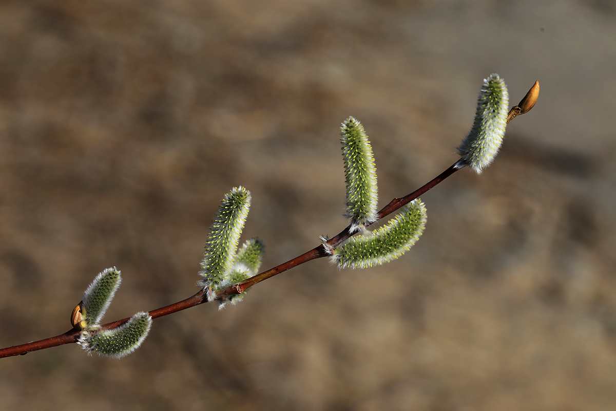 Изображение особи Salix rorida.