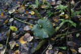 Caltha palustris