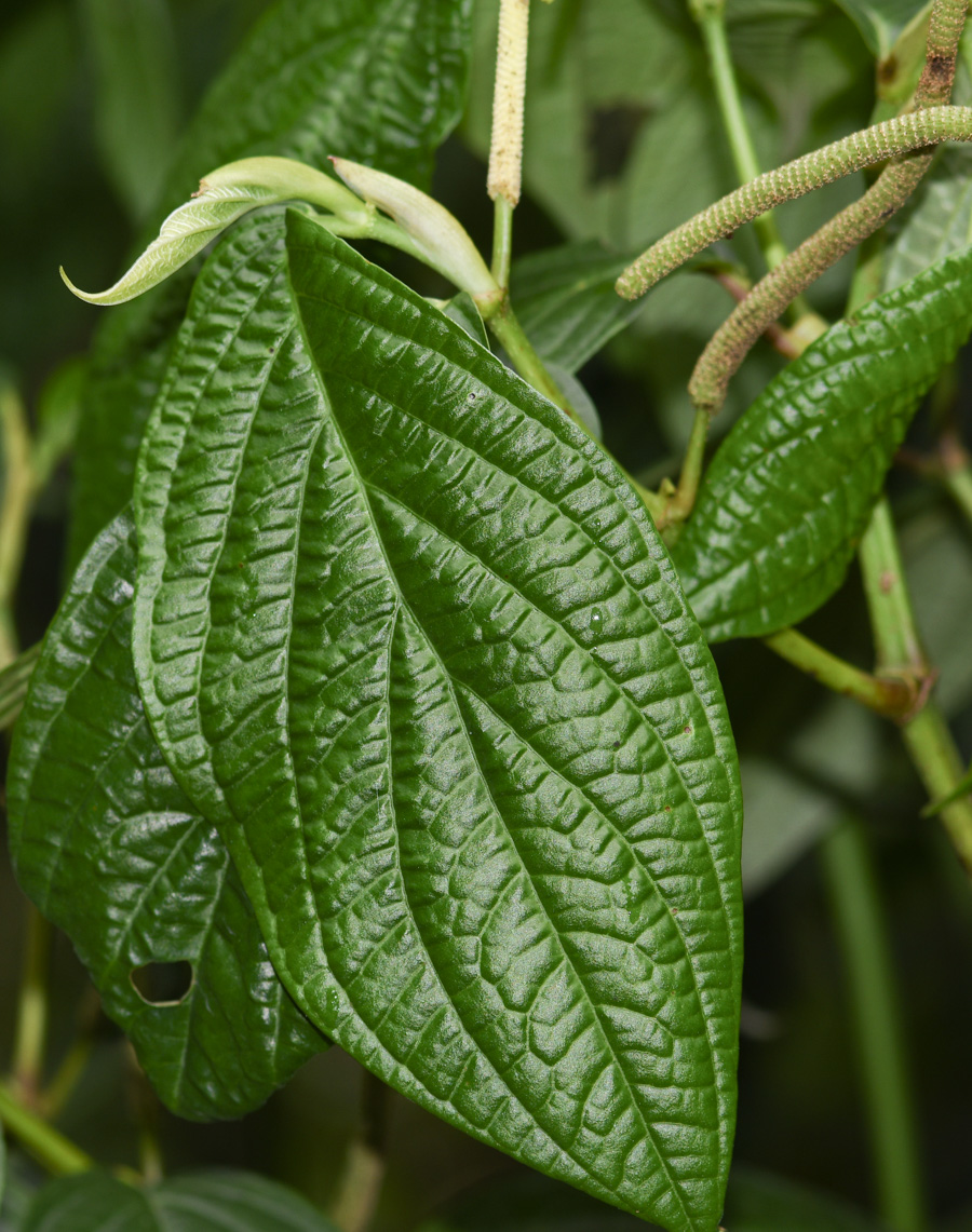 Image of genus Piper specimen.