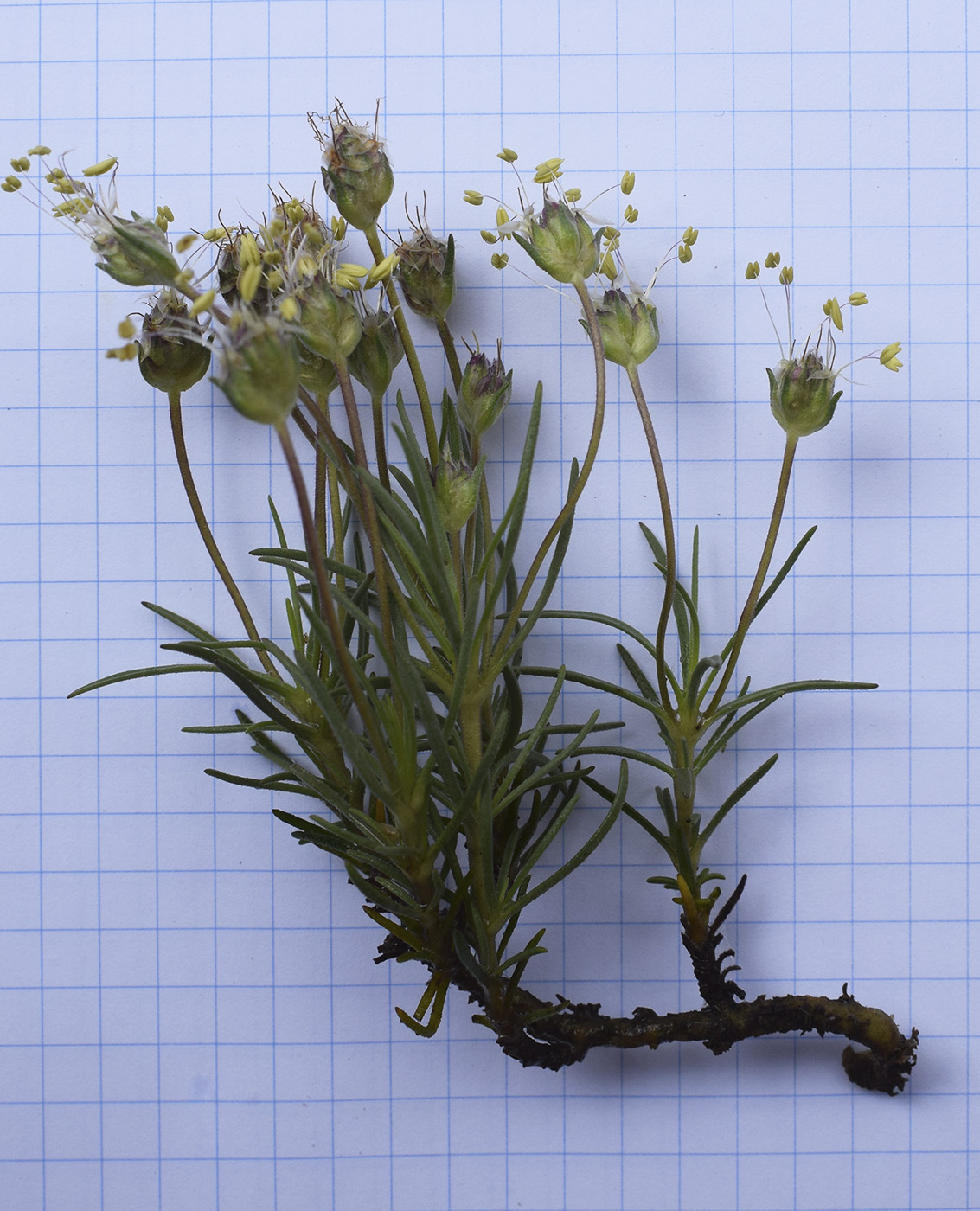 Изображение особи Plantago sempervirens.