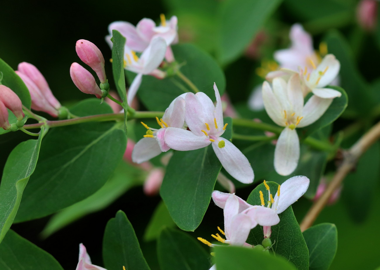 Image of Lonicera tatarica specimen.