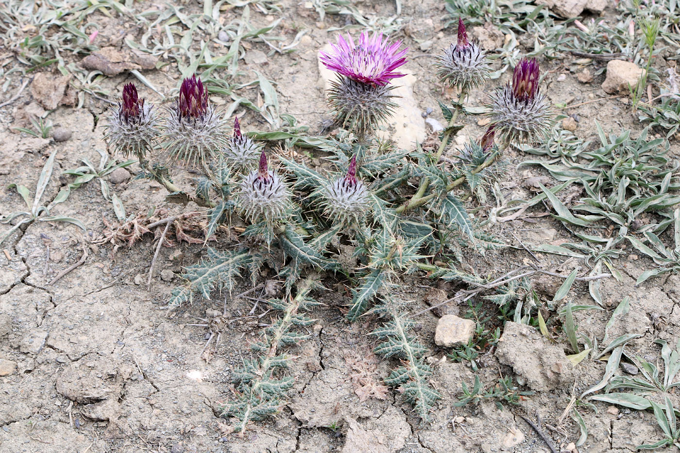 Изображение особи Cousinia rhodantha.