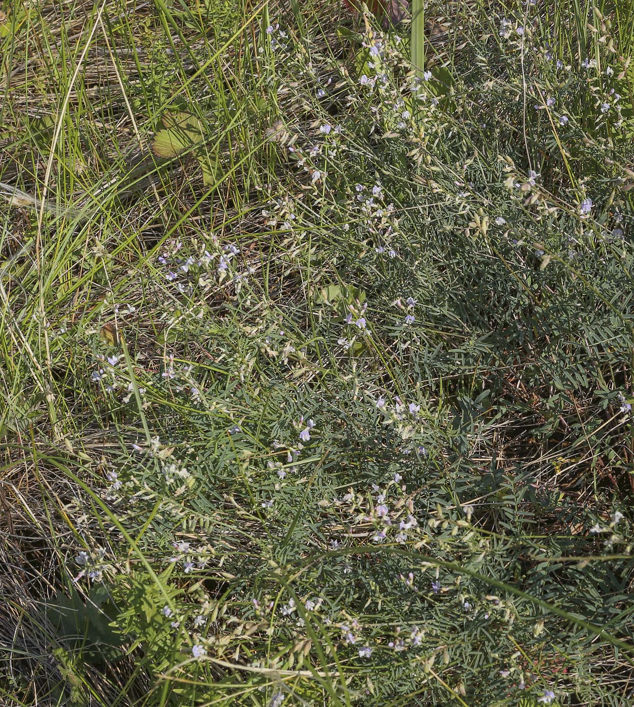 Image of Astragalus silvisteppaceus specimen.