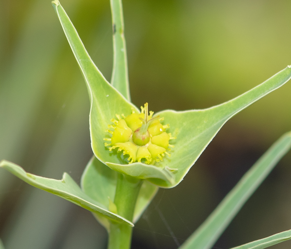 Изображение особи Euphorbia monteiroi.