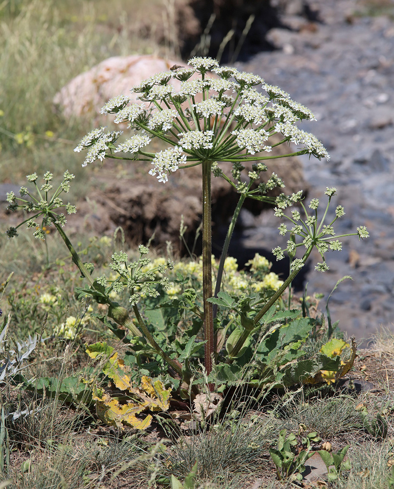 Image of Heracleum grandiflorum specimen.