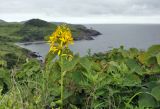 Ligularia splendens. Верхушка цветущего растения. Приморье, Хасанский р-н, п-ов Краббе, кромка приморского луга. 25.07.2021.