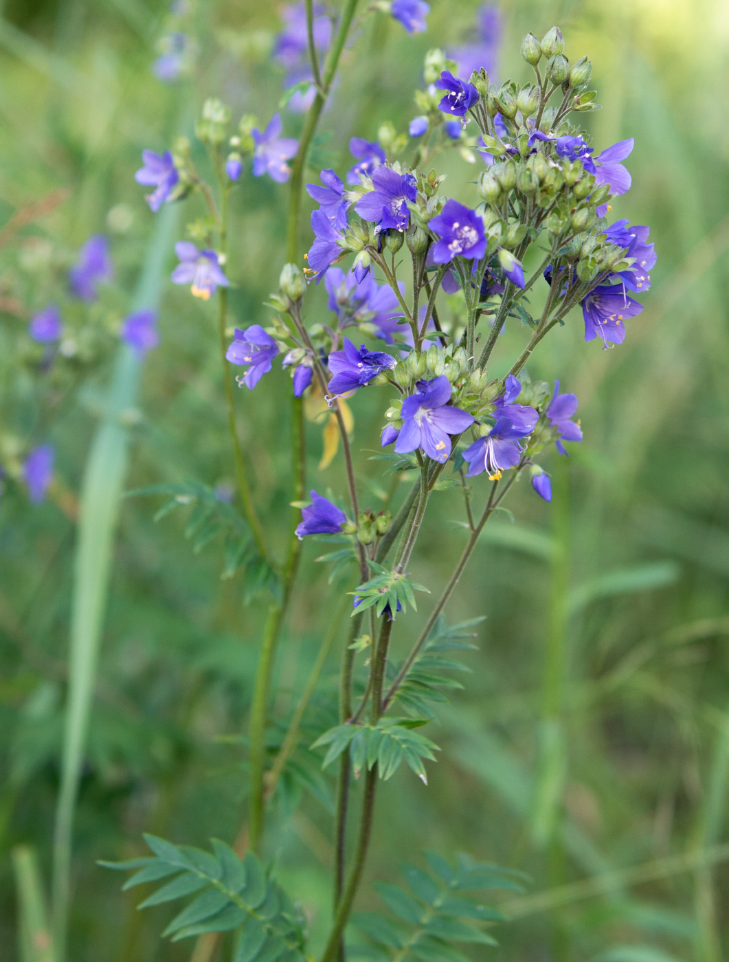 Image of Polemonium caeruleum specimen.