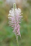 Plantago media