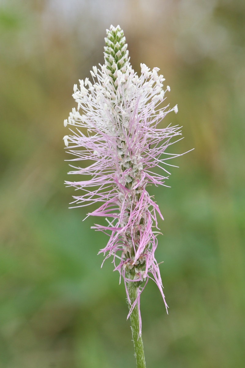 Изображение особи Plantago media.