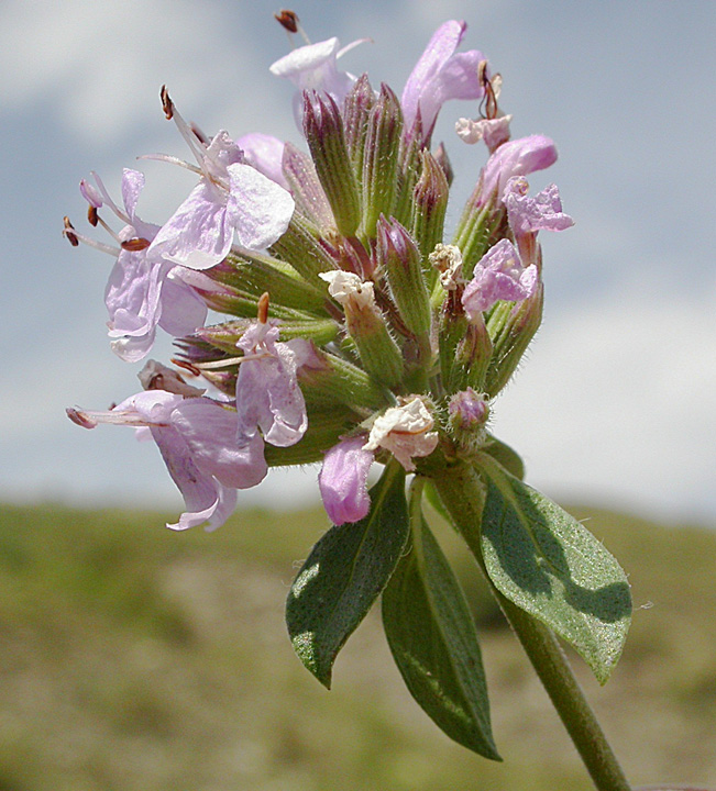 Image of Ziziphora clinopodioides specimen.