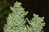 Salsola dendroides. Верхушки вегетирующих растений. Узбекистан, Андижанская обл., окр. г. Асака, адыры, глинистая обочина дороги. 12.07.2021.