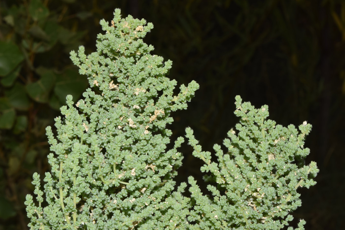 Image of Salsola dendroides specimen.