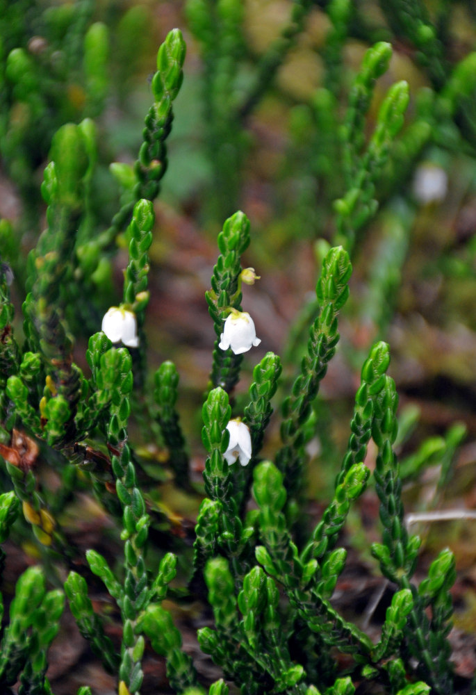 Image of Cassiope redowskii specimen.