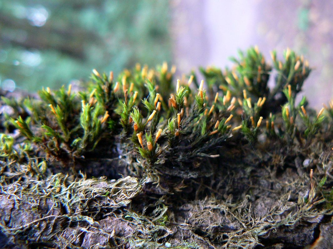 Image of Lewinskya speciosa specimen.