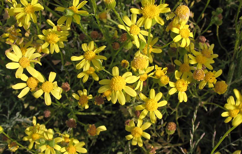 Изображение особи Senecio noeanus.