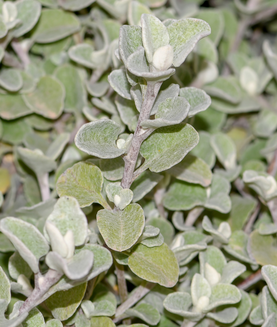 Image of Helichrysum petiolare specimen.