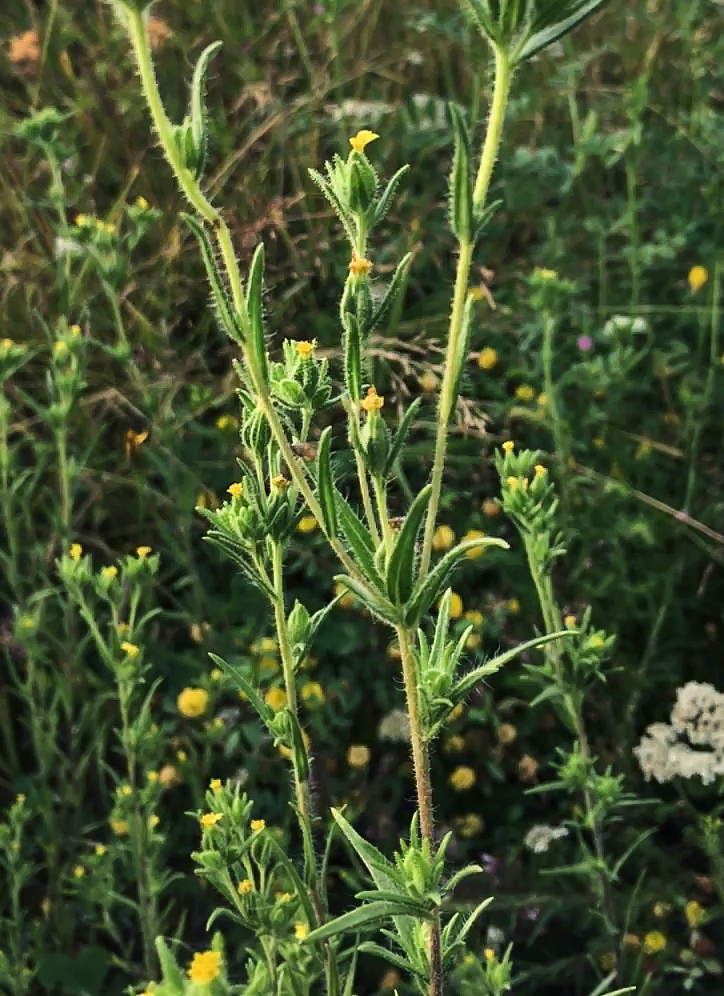 Image of Madia glomerata specimen.