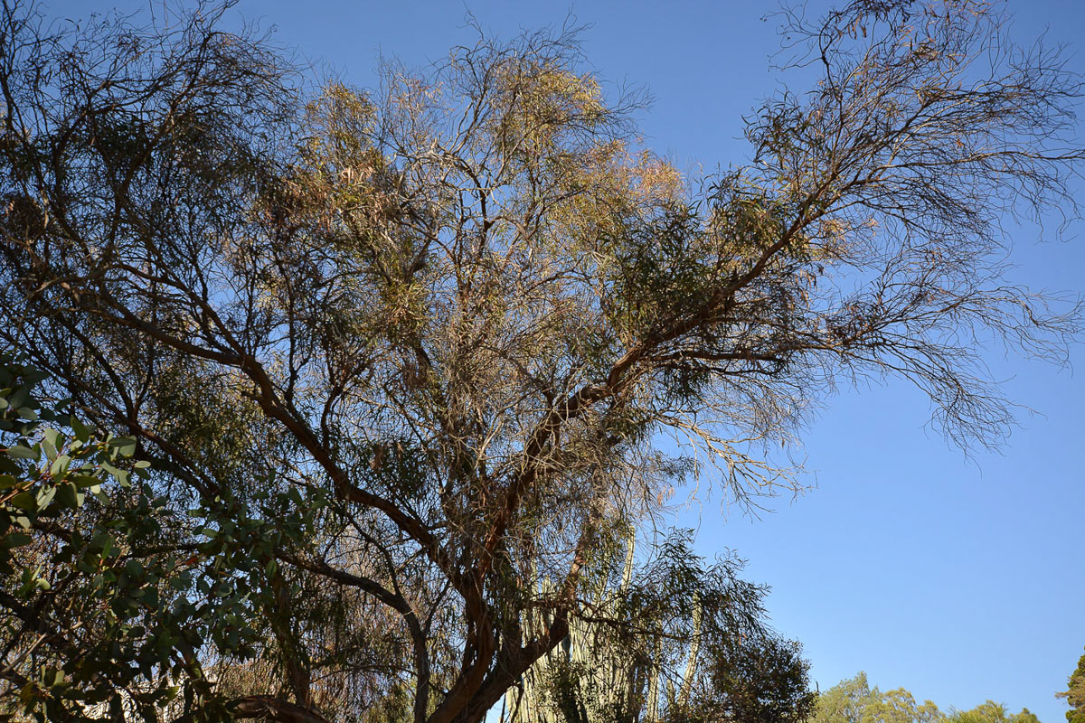 Image of genus Eucalyptus specimen.