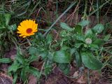 genus Calendula