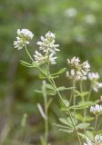 Dorycnium graecum