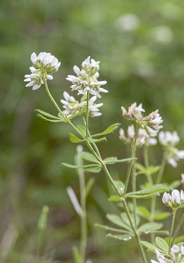 Изображение особи Dorycnium graecum.