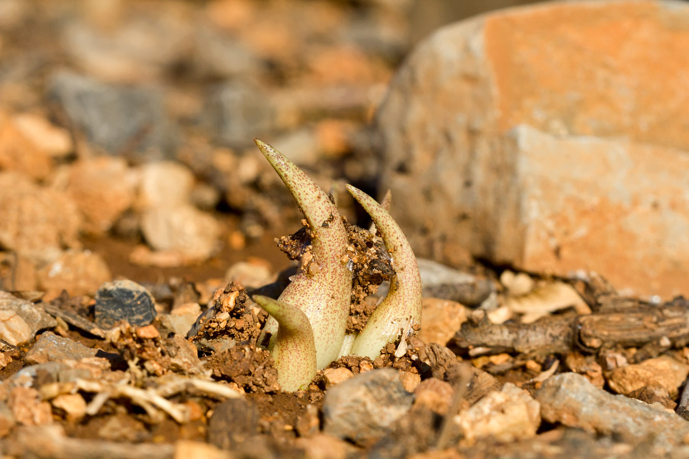 Image of Biarum davisii specimen.