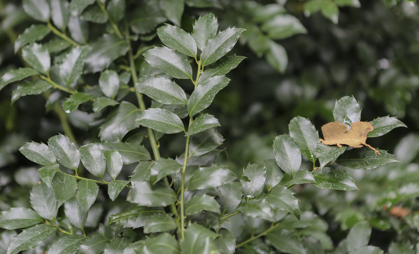 Image of Ilex colchica specimen.