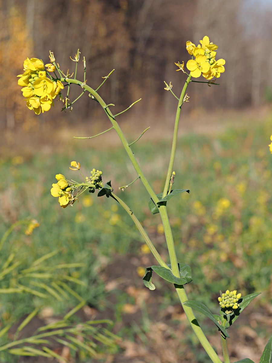 Image of Brassica campestris specimen.