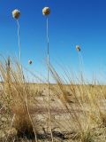 Allium turkestanicum