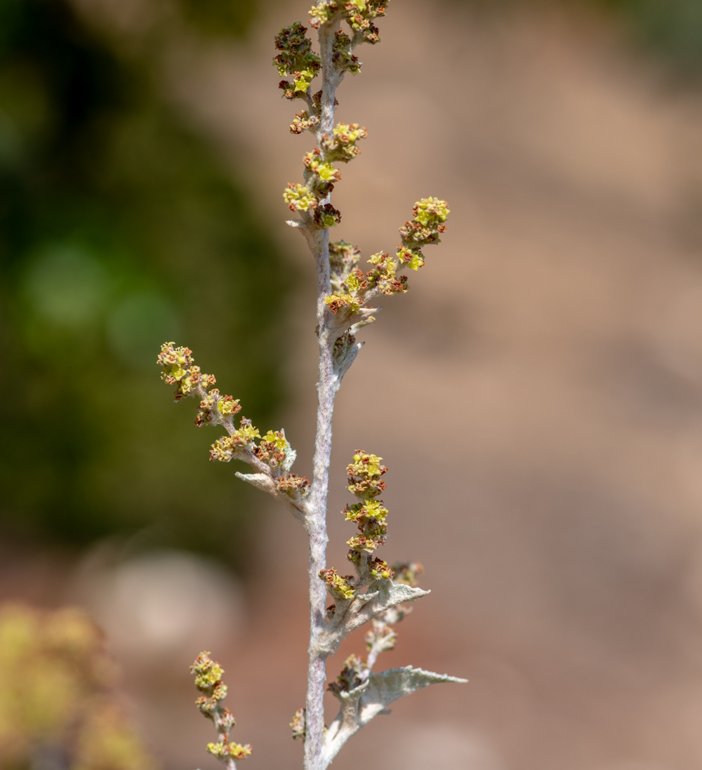 Image of Searsia batophylla specimen.