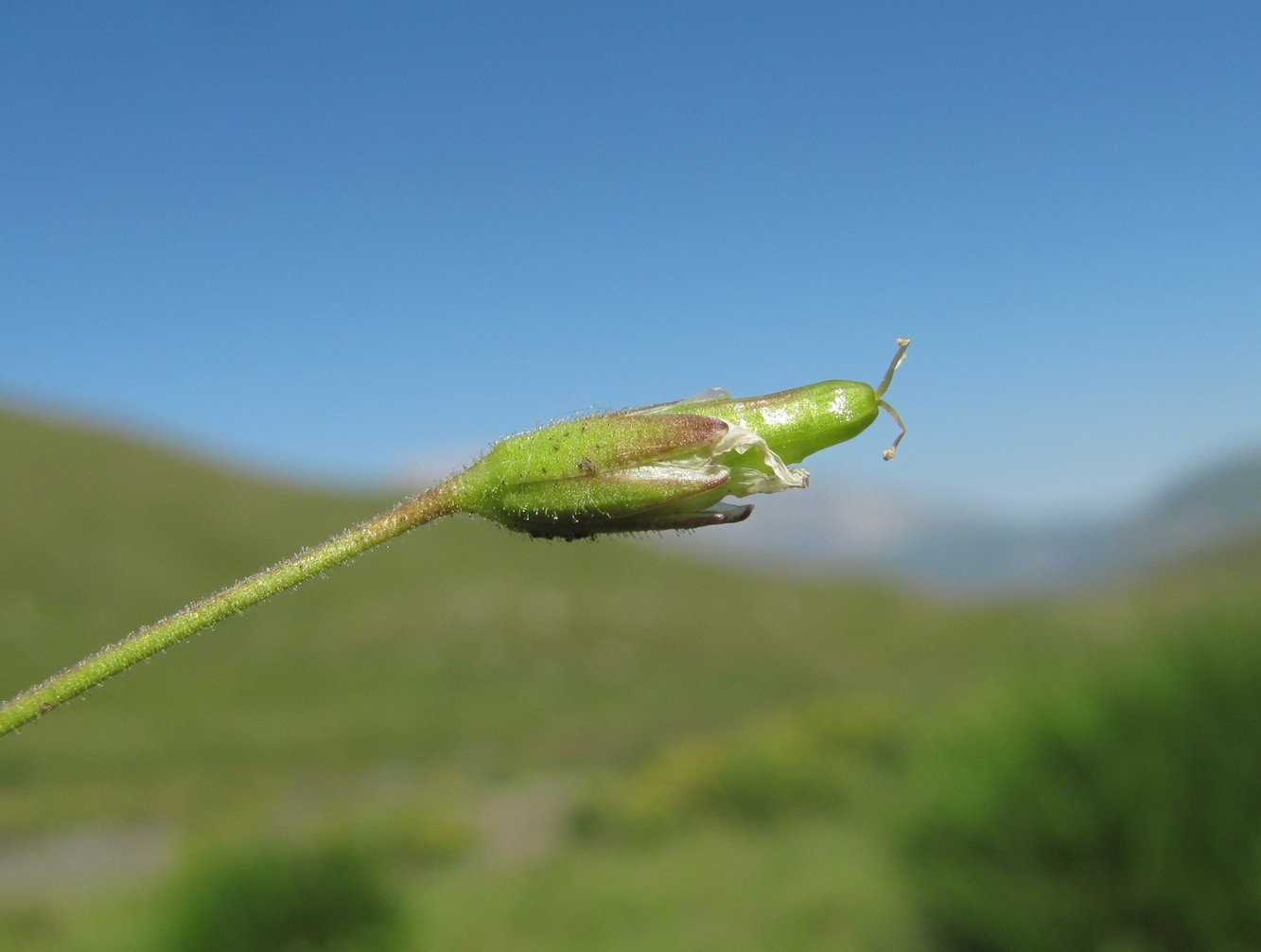 Изображение особи Dichodon cerastoides.