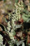 Chenopodium opulifolium. Соцветие. Греция, Эгейское море, о. Парос, пос. Дриос, залежь. 19.05.2021.