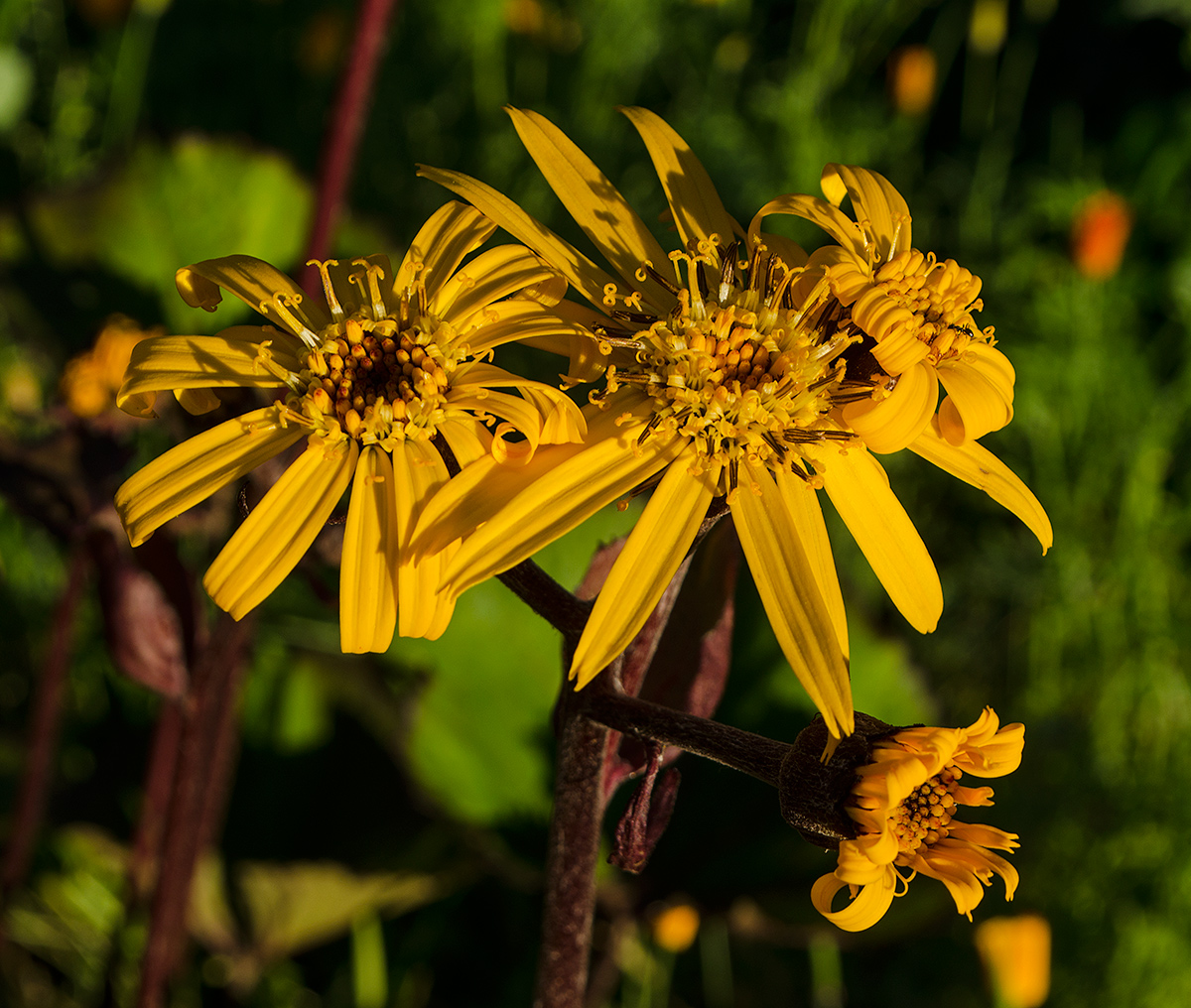 Изображение особи Ligularia dentata.