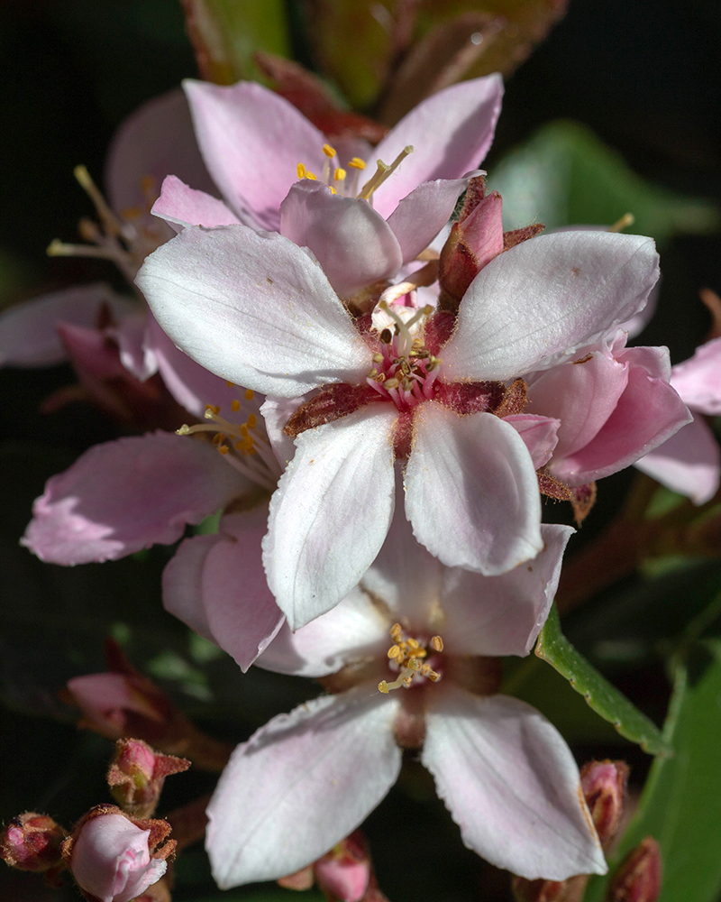 Image of Rhaphiolepis umbellata specimen.