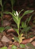 Cephalanthera caucasica. Зацветающее растение. Дагестан, Табасаранский р-н, окр. с. Татиль, буковый лес. 4 мая 2022 г.