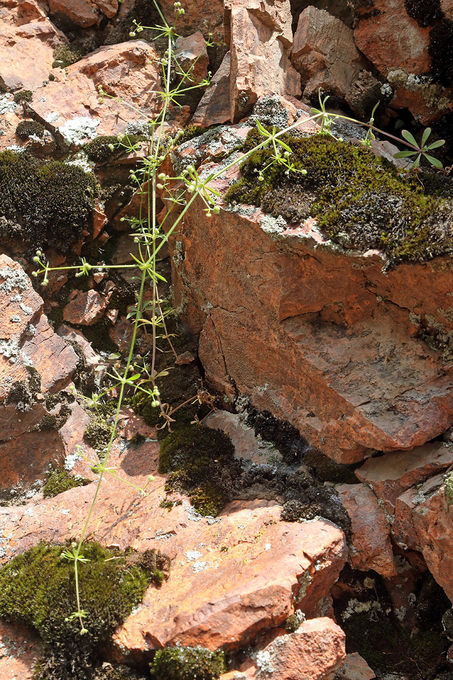 Изображение особи Galium spurium.