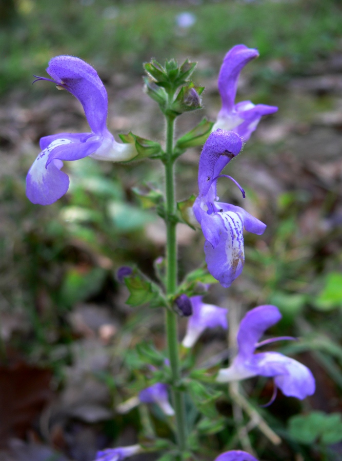 Image of Salvia forskahlei specimen.