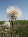 Scorzonera parviflora