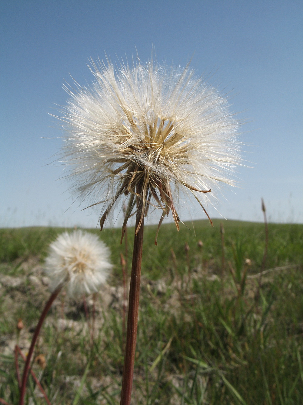 Image of Scorzonera parviflora specimen.