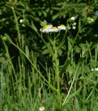 Erigeron annuus