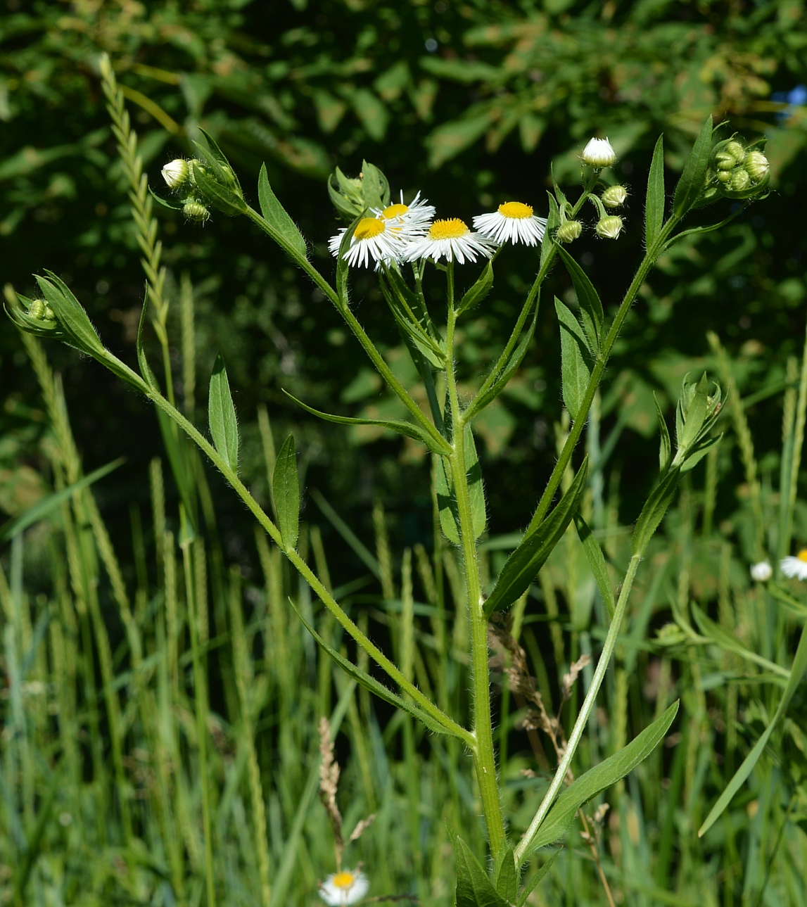 Изображение особи Erigeron annuus.