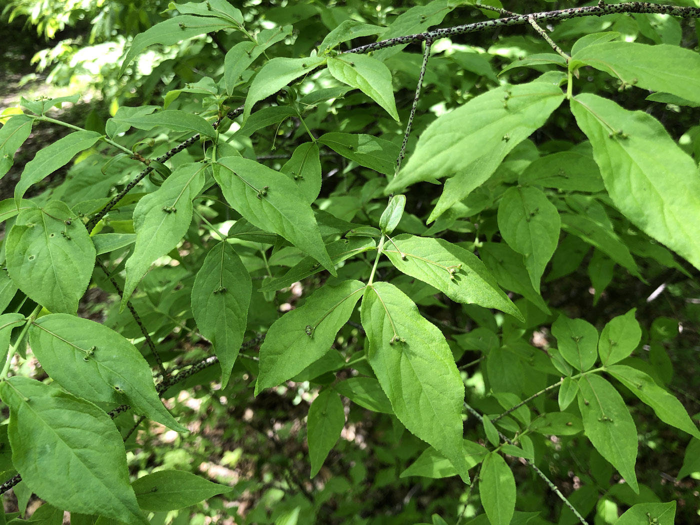 Image of Euonymus pauciflorus specimen.