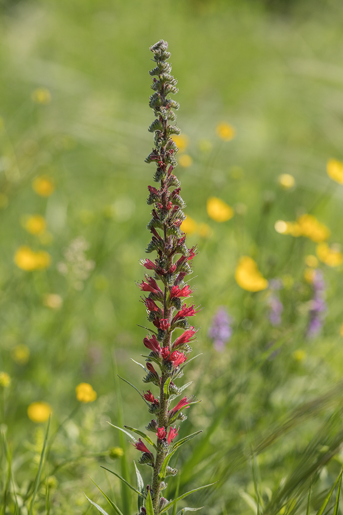 Image of Echium russicum specimen.