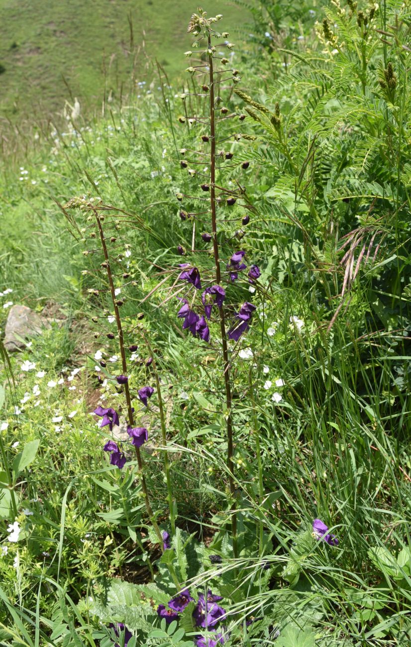 Изображение особи Verbascum phoeniceum.